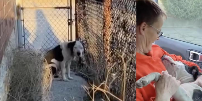 super-scared-stray-dog-melts-into-rescuer-s-arms-as-soon-as-she-knows